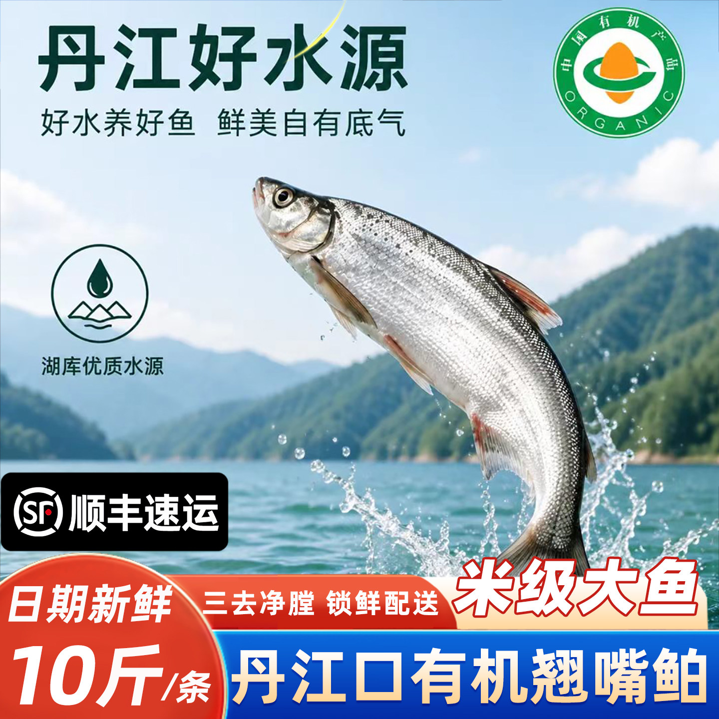 水都翘嘴鲌三去净膛翘嘴白大白刁