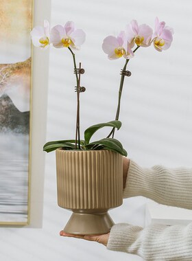 单株蝴蝶兰花盆专用套盆高脚花盆小号单支文心兰兰花小花盆陶瓷