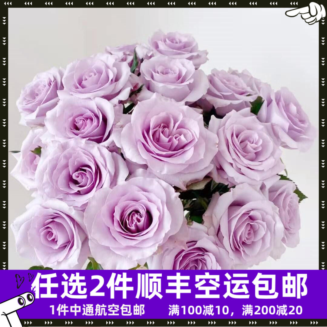 海洋之歌玫瑰直批花束基地直供直发家用斗南花市云南花卉鲜花紫色