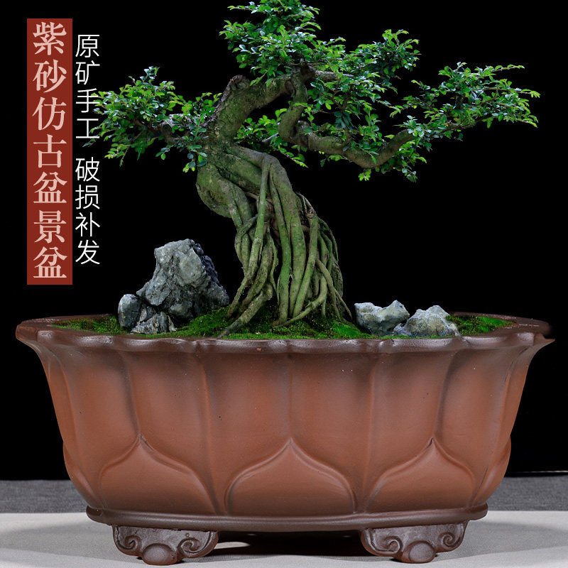 异形紫砂花盆仿古莲花盆兰花榕树盆景盆圆形绿植老桩景观陶瓷花盆