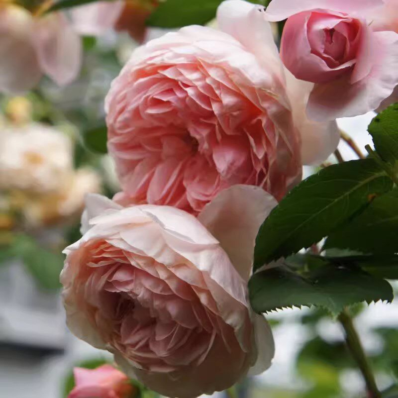威廉莫里斯浓香爬藤玫瑰月季花苗藤本蔷薇阳台庭院四季花卉特大花