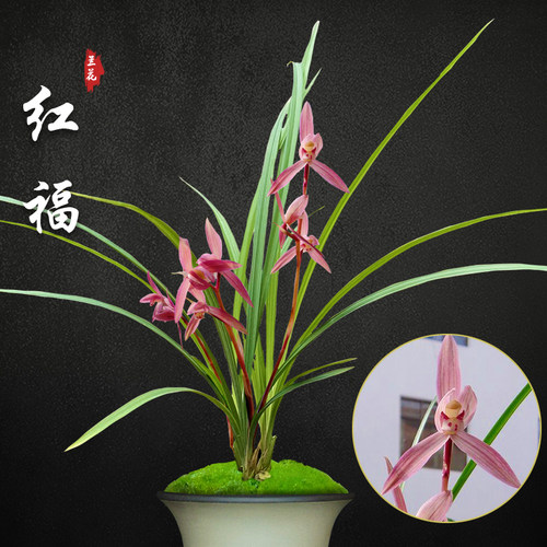 红福春剑兰花苗盆栽兰草名贵浓香花苞室内阳台好养花卉绿植盆栽