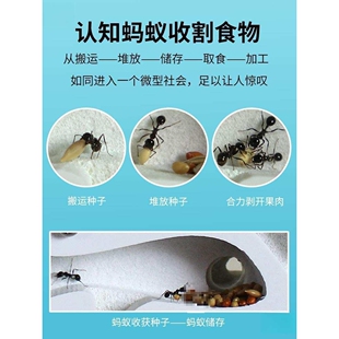 城堡工坊收获蚁蚁巢宠物学生学校生物观察送蚁后产卵