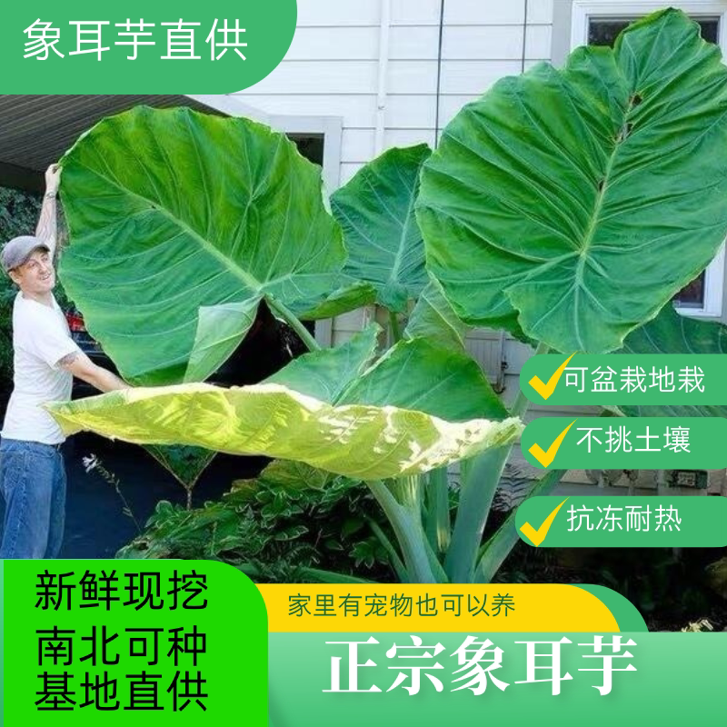 可生长1.8m正宗象耳芋观叶绿大型绿植/成品组合盆