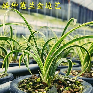 兰花苗矮种蕙兰艺草金边艺美观雅致室内阳台客厅好养活名贵花卉