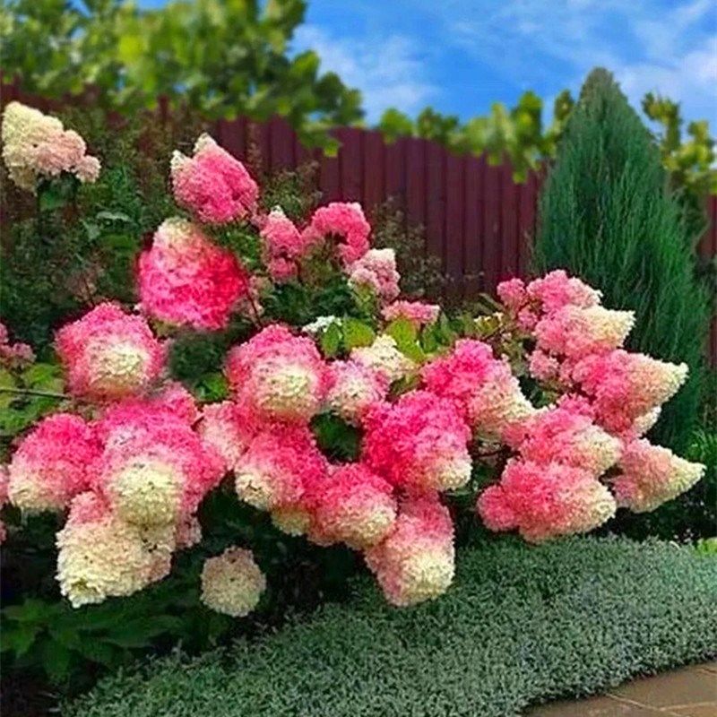 圆锥绣球大苗香草草莓耐热耐晒耐寒乔木花石灰灯夏日美人老桩花苗,鲜花速递/花卉仿真/绿植园艺,绣球/木绣球/木本植物,淘宝优惠券,粉丝福利购,淘宝优惠卷