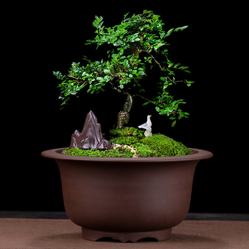 宜兴精品高档紫砂花盆陶瓷多肉菖蒲文竹松柏碗盆景栽老桩绿植造景