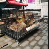 鸡笼子家用大号特大自家养鸡笼自动清粪大型加密养殖笼鸭笼铁丝网