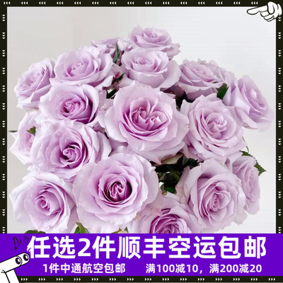 海洋之歌玫瑰直批花束基地直供直发家用斗南花市云南花卉鲜花紫色
