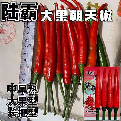 陆霸F1朝天椒印尼引进中早熟朝天椒种籽硬实辣味香浓速生长高产