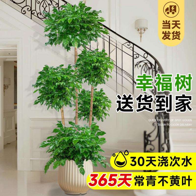 幸福树客厅盆栽大型绿植平安树室内吸甲醛落地式植物盆景四季常绿