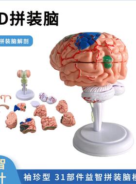 教学4D拼装人体解剖大脑模型教学模型可拆卸32件脑结构模型脑功能