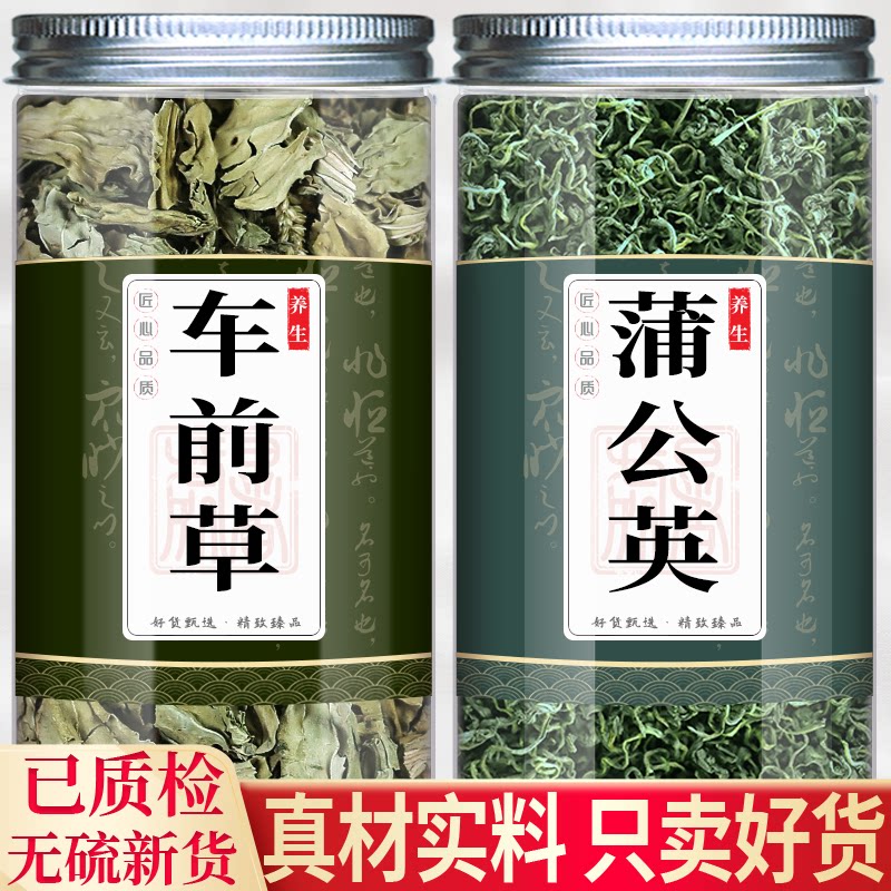 蒲公英车前草中药材