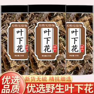 精选叶下花中药材干货泡水喝正品追风箭假苦草叶下花根优质叶下花