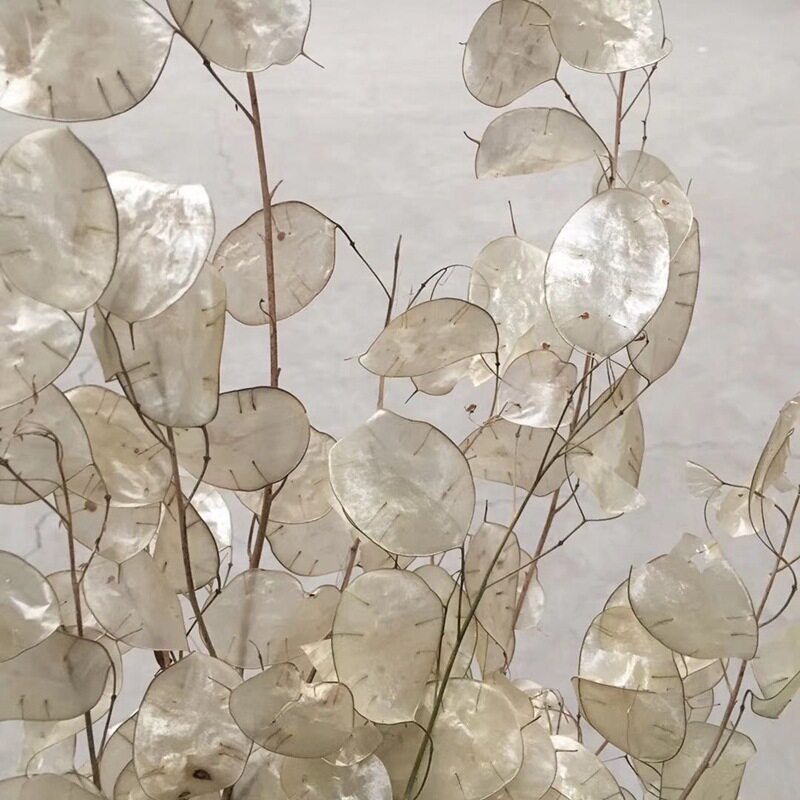 进口天然永生保鲜花银扇 浮游瓶插花软装相框工艺品配草花卉