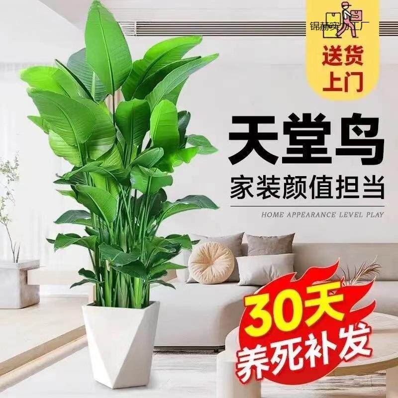 天堂鸟绿植大盆栽植物客厅懒人大型绿植室内新房除甲醛鹤望兰盆栽