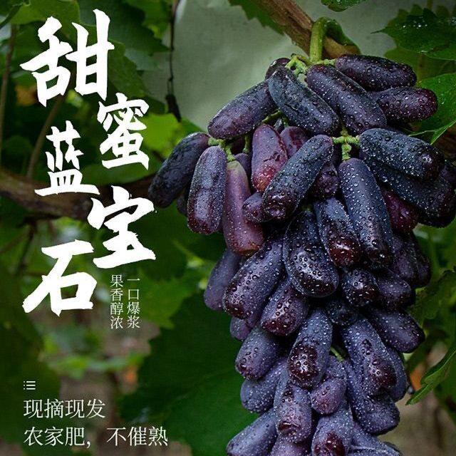 正宗大凉山蓝宝石葡萄美人指提子