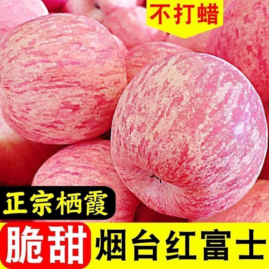 正宗山东烟台栖霞红富士苹果