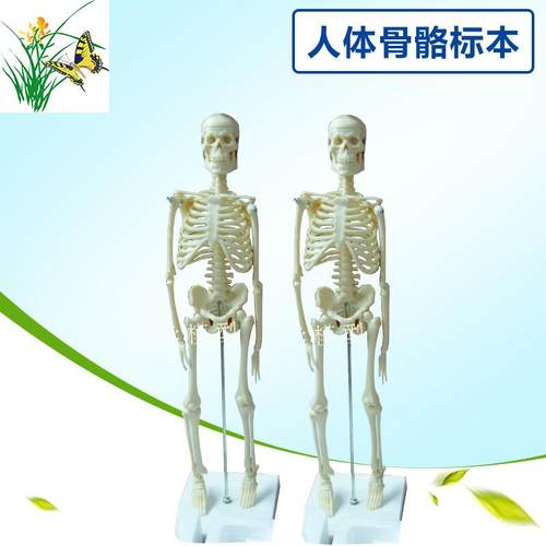 45CM人体骨骼模型 医学教学模型 人体骨骼标本 骷髅骨模型