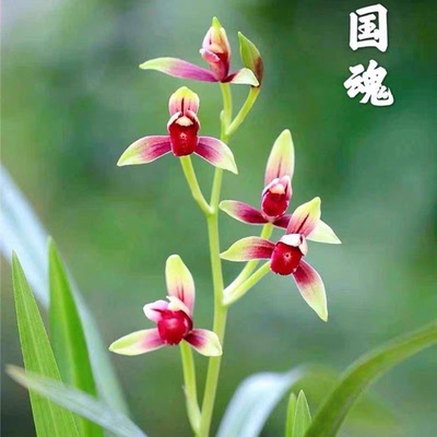 正宗建兰老种大国魂兰花苗带花苞正宗浓香型高档四季兰醉红素名贵