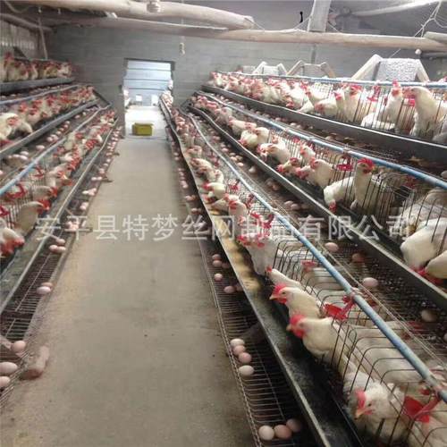 蛋鸡笼 三层 四层背靠背阶梯式蛋鸡笼 4门 5门蛋鸡笼