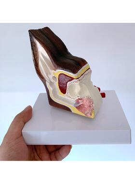 狗耳朵解剖放大 犬耳朵构造 够魔性 狗骨架 仿真狗犬耳解剖演示