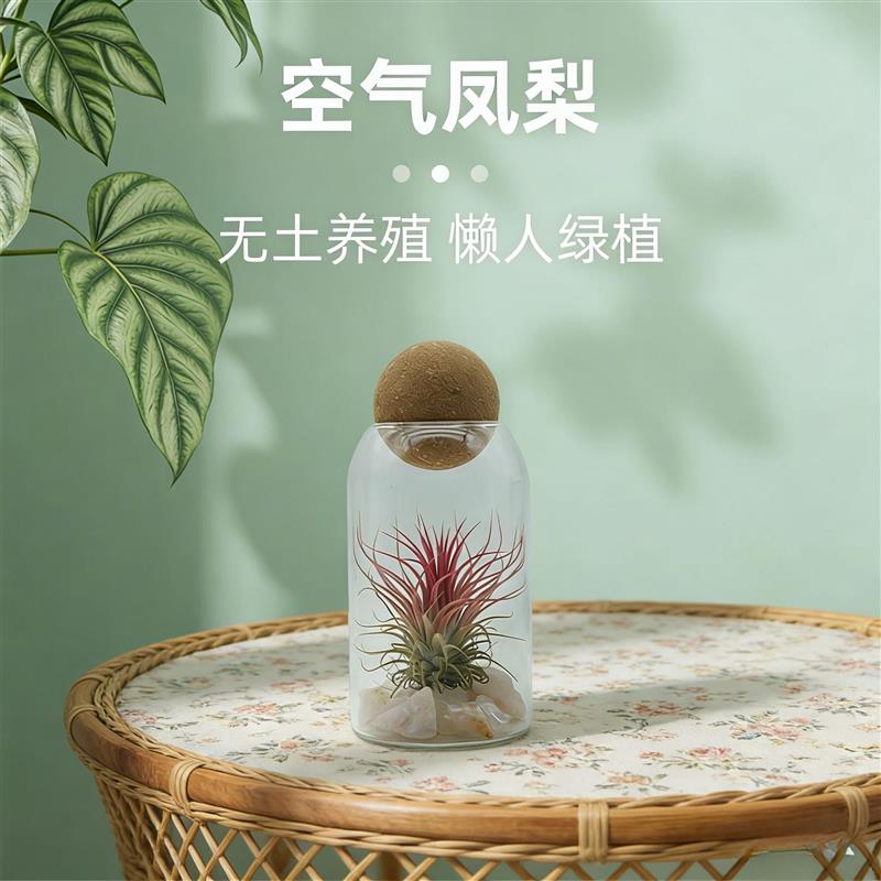 空气凤梨红精灵无土鲜活植物礼品造景桌面盆栽礼品包装