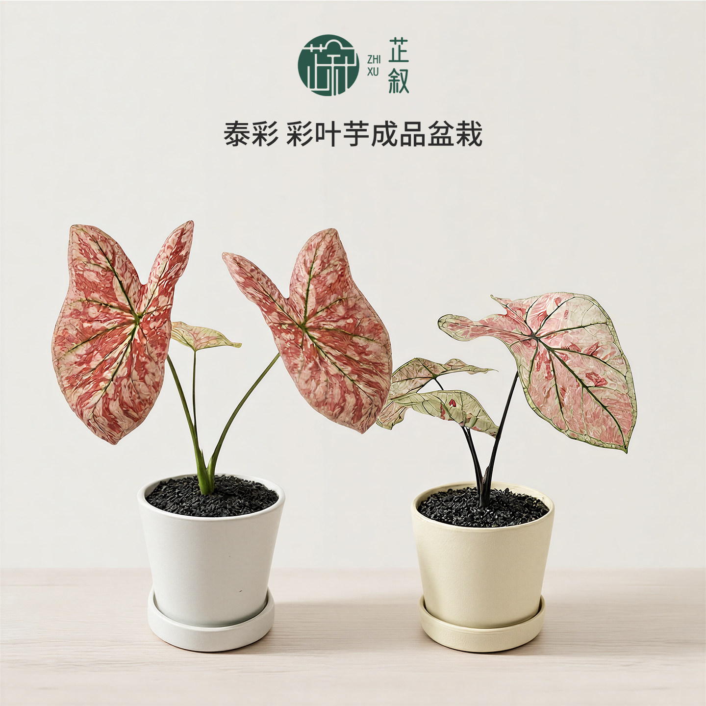 芷叙泰彩彩叶芋成品盆栽猩红玛丽雅哈哈室内热植观叶植物中秋礼物
