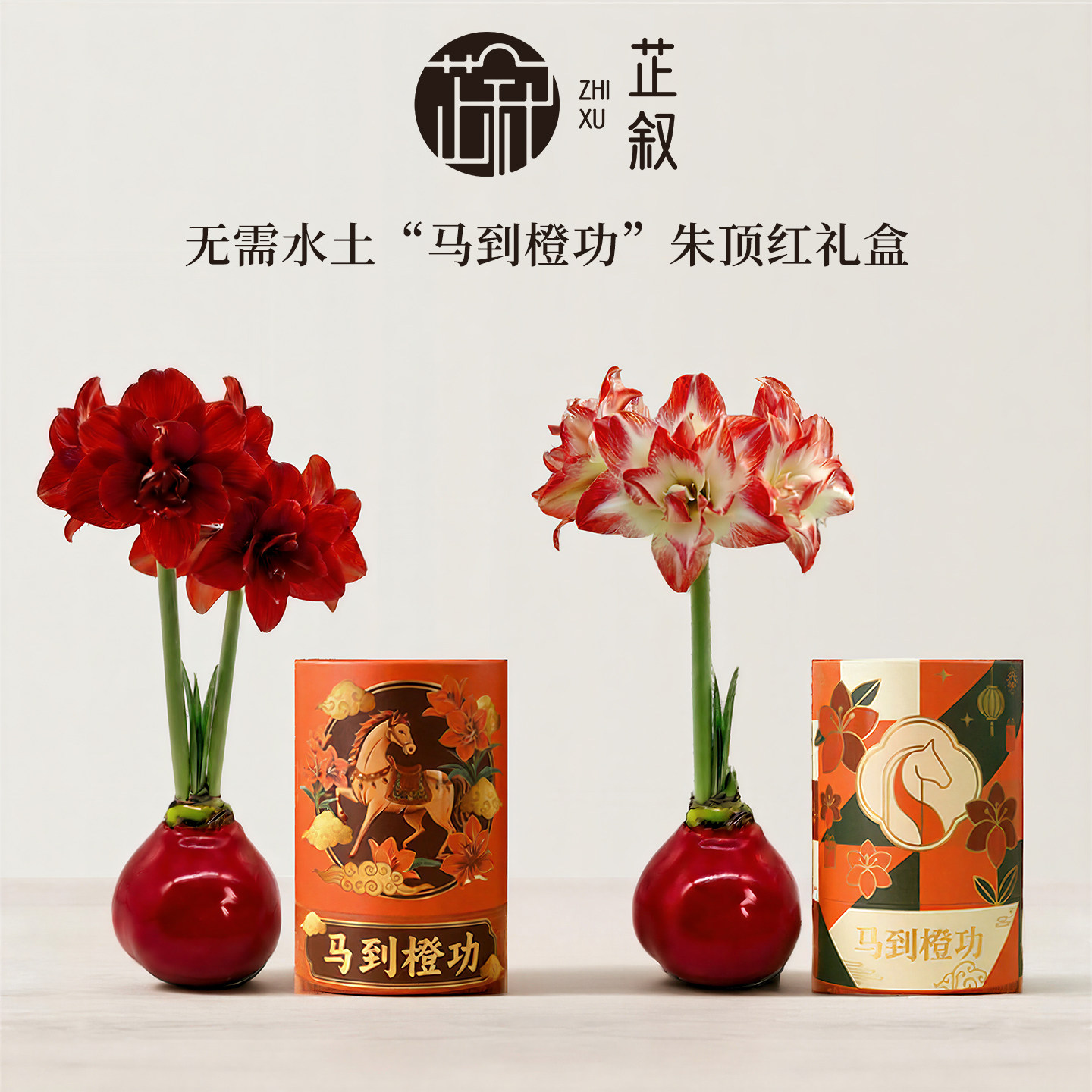 芷叙花卉蜡封朱顶红蜡球进口大种球室内桌面植物盆栽中秋节日送礼