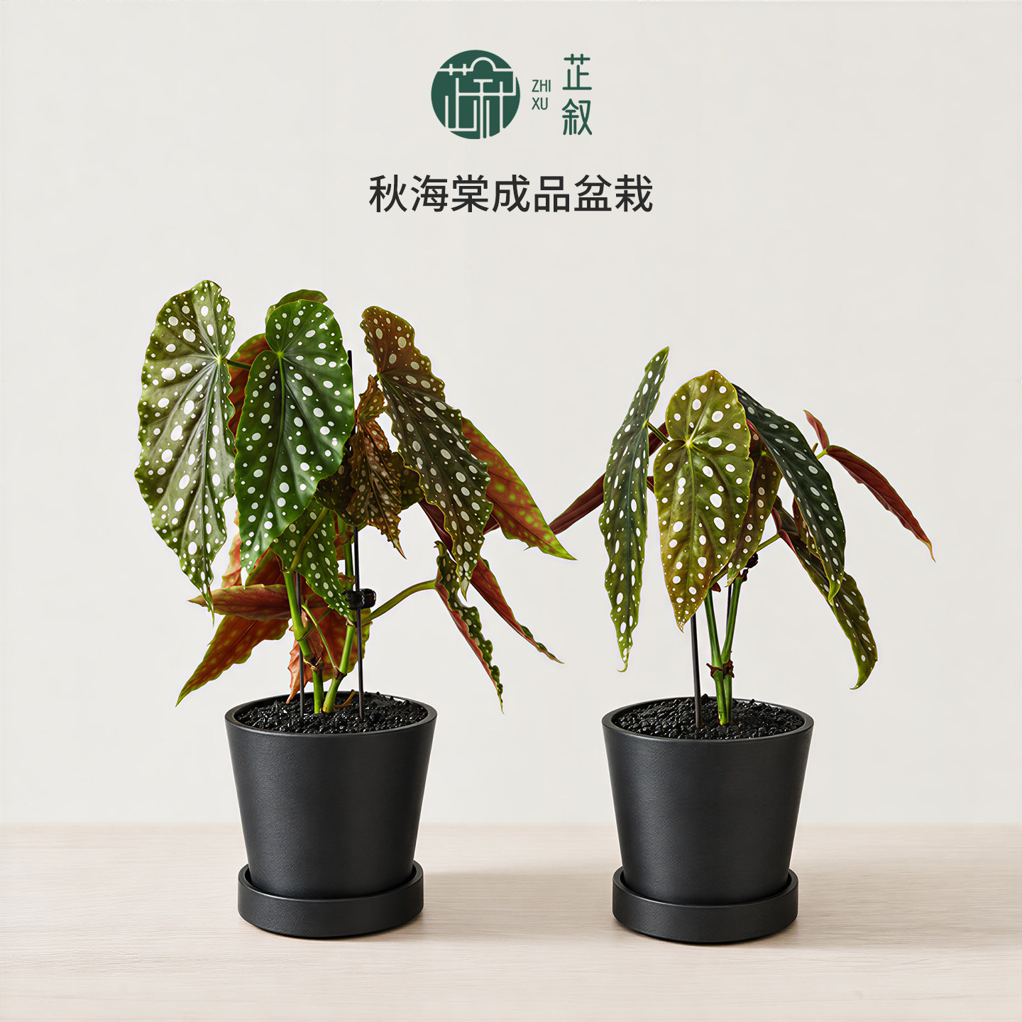 芷叙粉旗鱼鳟鱼秋海棠成品盆栽室内观叶绿植办公室桌面植物圣诞节