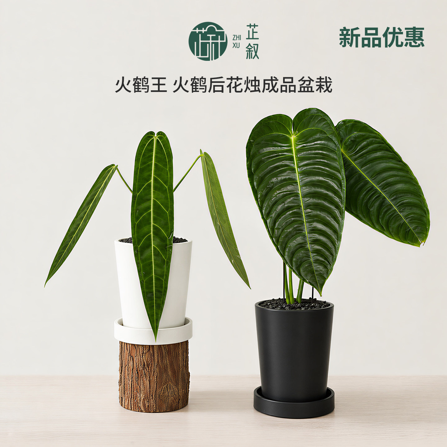 芷叙火鹤王花烛火鹤后花烛室内绿植盆栽观叶客厅桌面热植大叶植物