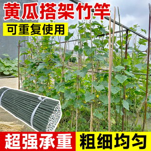 黄瓜爬藤架搭架杆蔬菜丝瓜种黄瓜架子搭黄瓜架竹竿菜园番茄小竹子