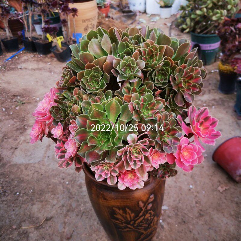 多肉法师锦 铜壶白锦老桩 粉黛 嫦娥 黑金刚  仙墨  红颜 月婵