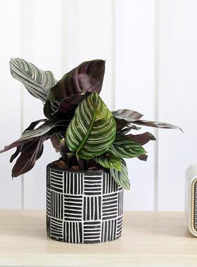 北欧复古黑色水泥花盆黑白条纹兰花龟背竹陶瓷桌面绿植套盆陶盆小