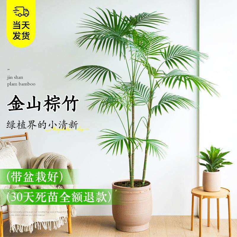 金山棕竹盆栽室内植物大型绿植客厅细叶竹子落地式吸甲醛四季好养