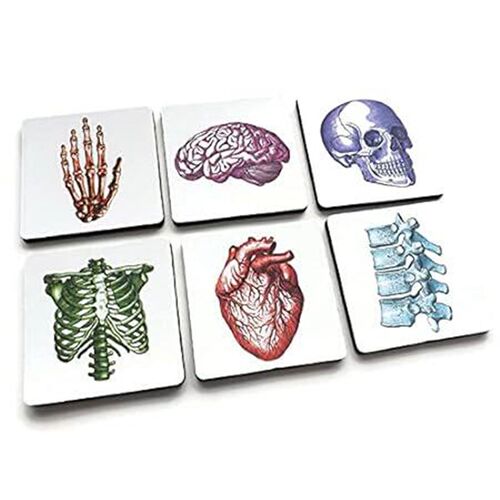 Human Body set of 4 or 6 Coasters color skull anatomical