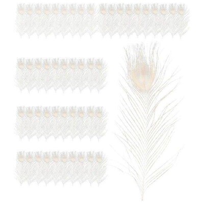50 PCS/Natural White Peacock Feathers in the Eye, 10 to 12