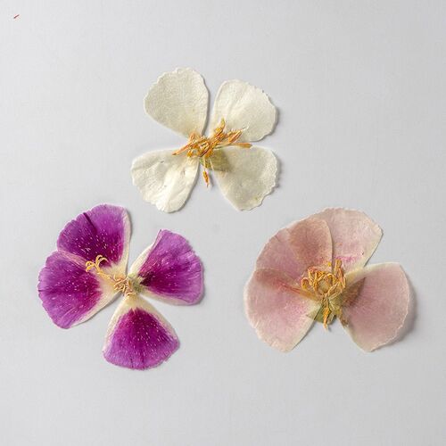 Ancient Xizhengembossed Pressed Flowers, Dried Flowers, Bota