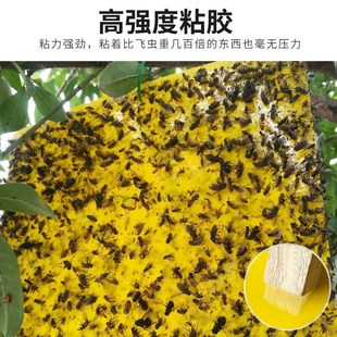 粘虫板黄板面诱杀小黑飞蚜虫蓟马果蝇针蜂专用大棚果园花草家用
