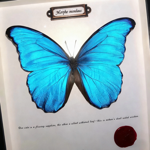 大蓝闪蝶真蝴蝶标本摆件相框礼物