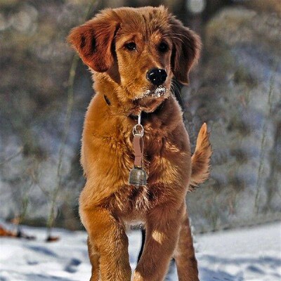 Collar Bear Drive Bell Cowbell Puppy Collars Training Bells