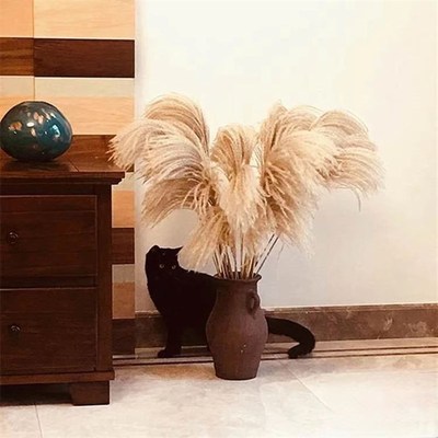 天然大芦苇干花花束芦拂尘花婚礼装饰客厅落地家居摆设拍摄道具田