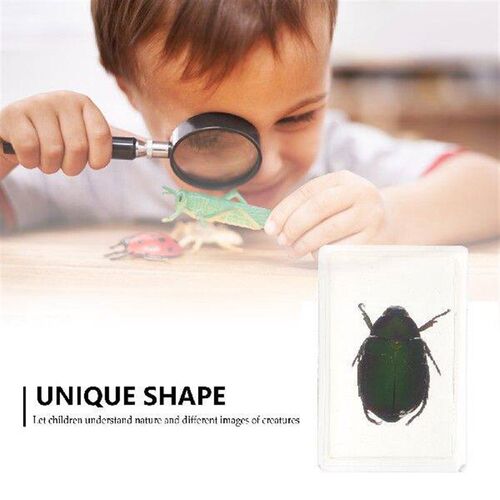 Red Legged Scarab Specimen Beautiful Insect Samples