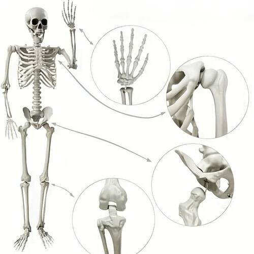5.4ft 165cm Halloween Realistic Full Body Skeleton Life Size