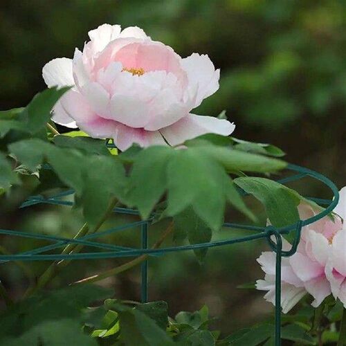 Flower Supporter Cage Easy to Install Useful Stable Easy to