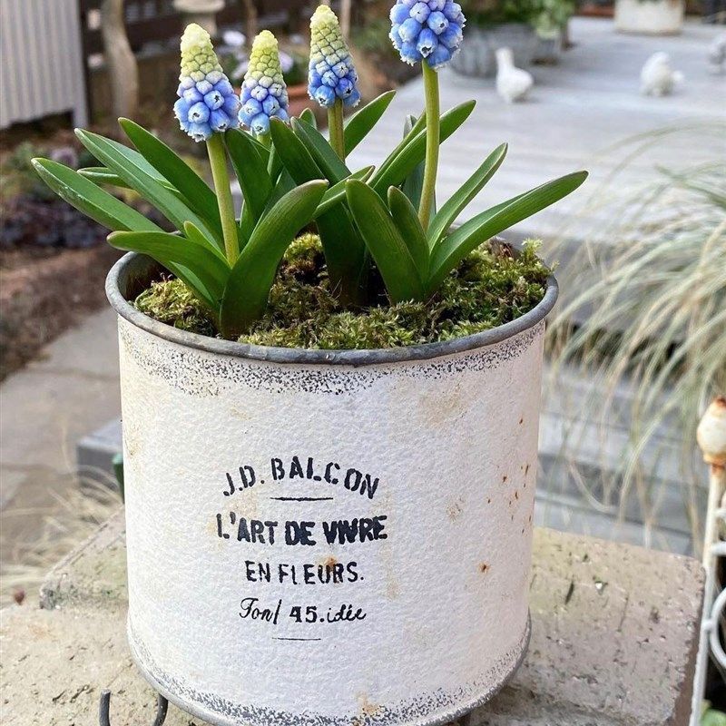 爱上花园园艺杂货 铁艺做旧铁皮花盆 三足圆桶花盒 J.D.BALCON