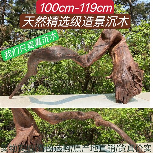 100cm-119cm大号拱桥南美多枝造景枝条树桩龟晒台紫柚木装饰摆件