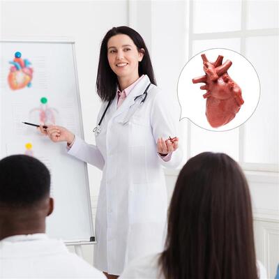 8PCS Mini human organs Body Model for Kids Physiology 3D toy