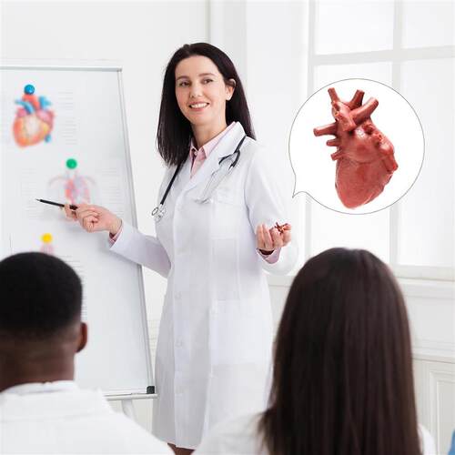 8PCS Mini human organs Body Model for Kids Physiology 3D toy