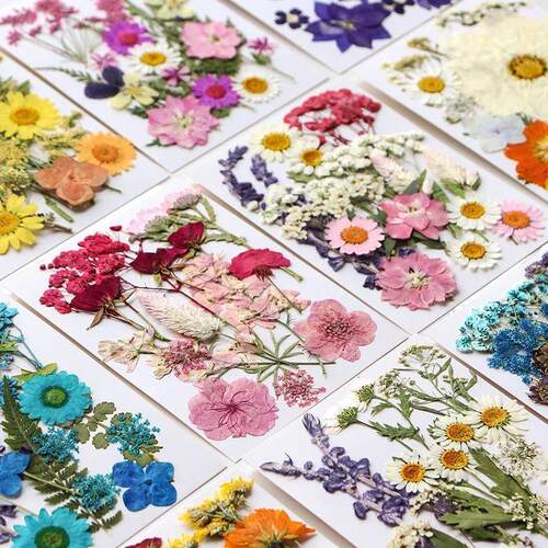 Dried Flower Set 1619PCS Pack Pressed Real Natural Flowers
